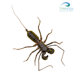 Thelyphonus sp 'Vietnam', vendita online.png