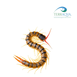 Centipede breeding Kit | Buy Now Online | TERRAQUA