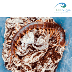Scolopendra deehani vietnam XL, nel kit.png