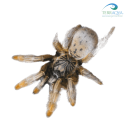 Augacephalus Ezendami - RARISSIMA - Size S
