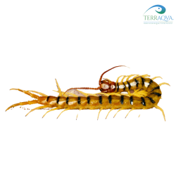 Scolopendra polymorpha 'Rio Grande' , vendita online.png