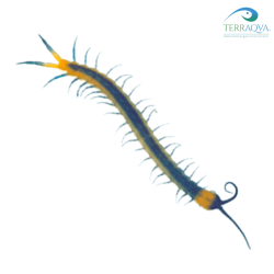Scolopendra cingulata | Buy Now Online | TERRAQUA