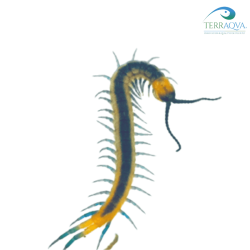Scolopendra Cingulata | Vendita Online | TERRAQUA