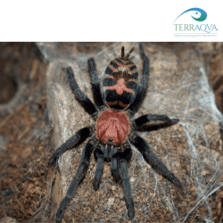 Davus Pentaloris - Taglia S | Vendita Online | TERRAQUA