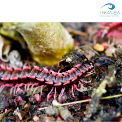 Desmoxytes Planata | Online Sale | TERRAQUA