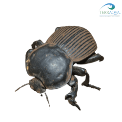 Anomalipus elephas for sale.png