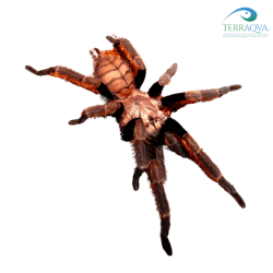 Chilobrachys fimbriatus | Buy Now Online | TERRAQUA