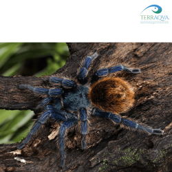 Chromatopelma Cyaneopubescens - Taglia S | Vendita Online | TERRAQUA