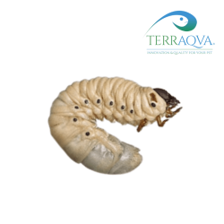Dynastes Hercules Occidentalis | Online Sale | TERRAQUA