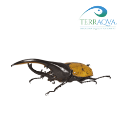 Dynastes hercules occidentalis adult form.png