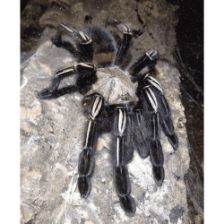 Ephebopus Murinus - Size S | Online Sale | TERRAQUA