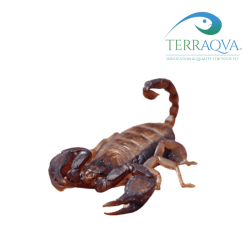 Euscorpius tergestinus for sale.png