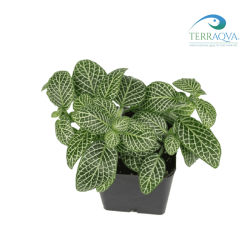 Fittonia albivenis for sale.png