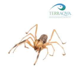 Galeodes deserti (ragno cammello) vendita online.png