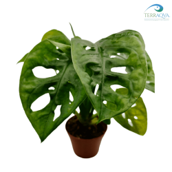 Monstera adansonii 'Monkey Mask' nel dettaglio.png