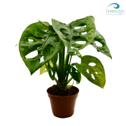 Monstera adansonii 'Monkey Mask' for sale.png