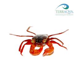 Geosesarma notophorum for sale.png