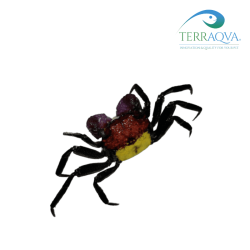 Geosesarma sp "Vampire" | Online Sale | TERRAQUA