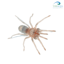 Thrixopelma pruriens | Buy Now Online | TERRAQUA