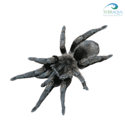 Thrixopelma pruriens for sale.png