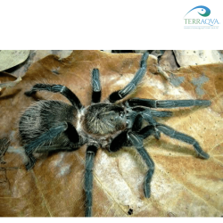 Thrixopelma pruriens | Buy Now Online | TERRAQUA