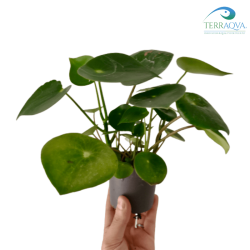 Pilea peperomioides, pianta delle monete cinesi, vendita.png