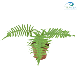 Polypodium formosanum, grub fern for sale.png