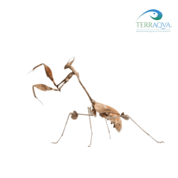 Gongylus gongylodes, vendita online.png