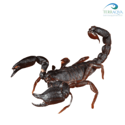 Brotheas granulatus, vendita online.png