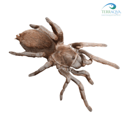 Sandinista lanceolatum, vendita online.png