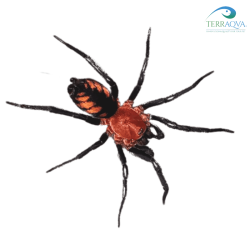 Diplura sp Rurrenabaque, Rurrenbaque Curtain Web Spider for sale.png