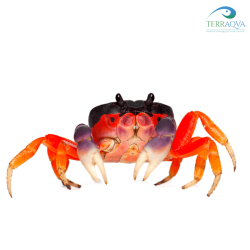 Gecarcinus quadratus, halloween crab for sale.png