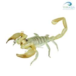 Smeringurus mesaensis, vendita online.png