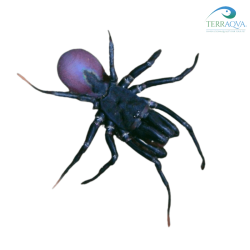 Purse-web spider, Sphodros abboti, for sale.png