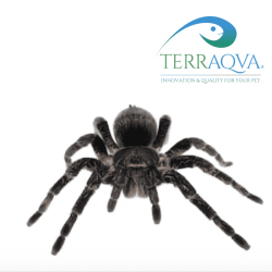 Grammostola pulchra, vendita online.png