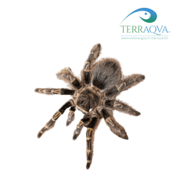 Grammostola Pulchripes - Size S | Online Sale | TERRAQUA