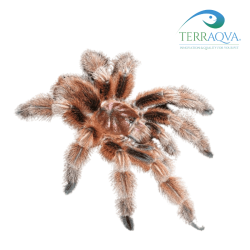 Grammostola Rosea - Size S | Online Sale | TERRAQUA