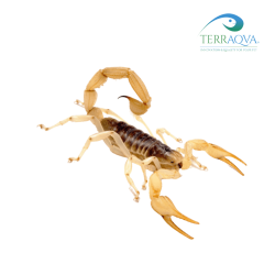 Hadrurus Arizonensis | Online Sale | TERRAQUA