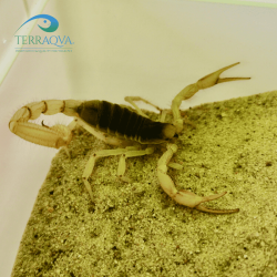 Hadrurus arizonensis, scorpione dell'Arizona.png