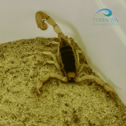 Hadrurus Arizonensis | Online Sale | TERRAQUA