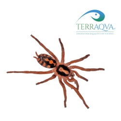 Hapalopus colombia gross.png