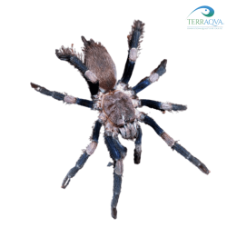 Haplocosmia Himalayana - Size S | Online Sale | TERRAQUA