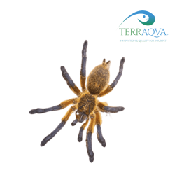 Harpactira pulchripes for sale.png