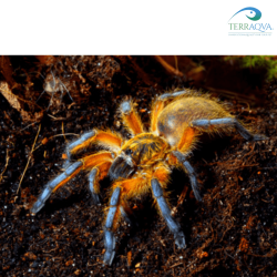 Harpactira Pulchripes - Size S | Online Sale | TERRAQUA