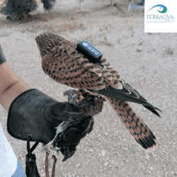 FalcomPro GPS Rapaci e Pappagalli | TERRAQUA