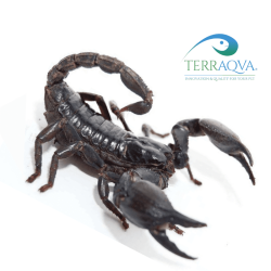Heterometrus laoticus, for sale.png