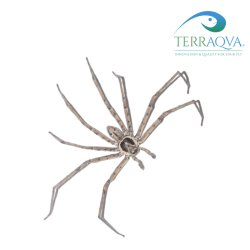 Heteropoda venatoria for sale.png