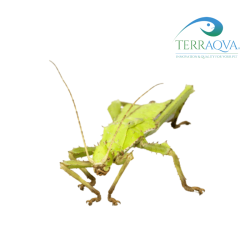 Heteropteryx dilatata for sale.png