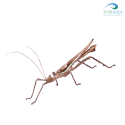 Heteropteryx dilatata, maschio, vendita online.png