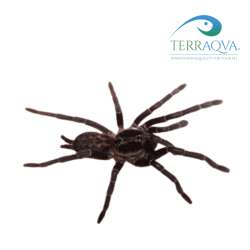 Heterothele Villosella - Size M | Online Sale | TERRAQUA